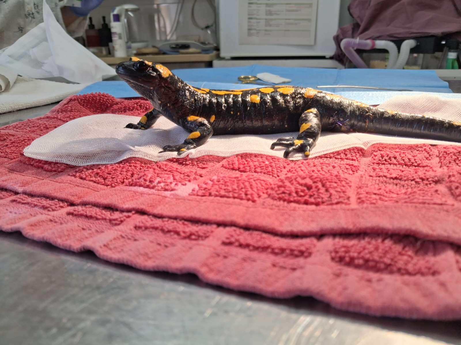 Фото: Центр акклиматизации диких животных